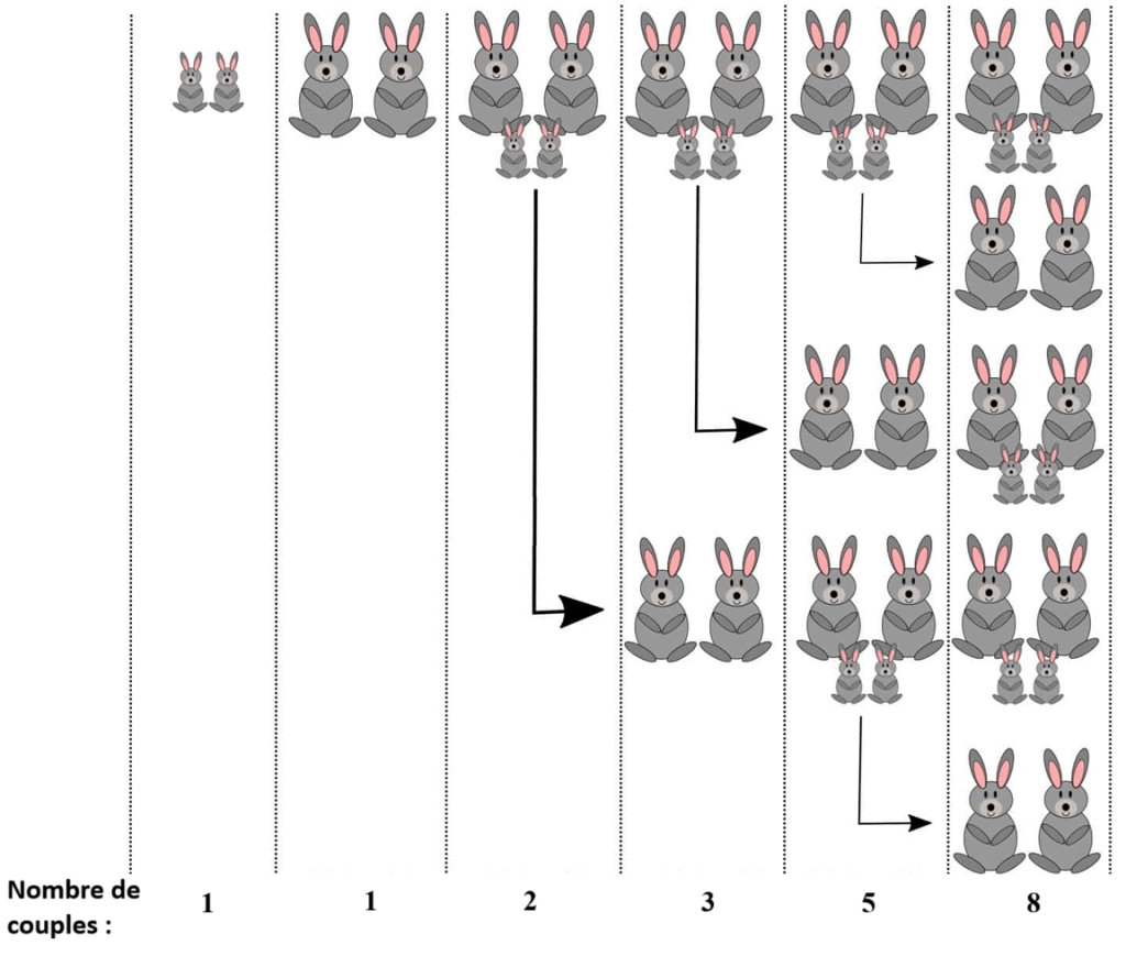 suite de fibonacci lapins